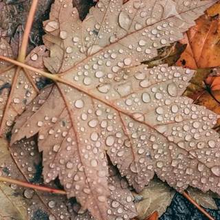 Autumn iPhone 13 wallpaper
