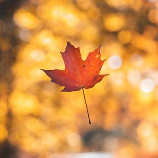 Autumn iPhone 13 wallpaper