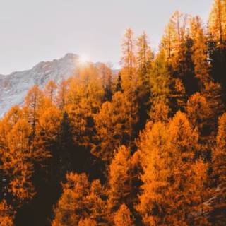 Autumn iPhone 13 wallpaper