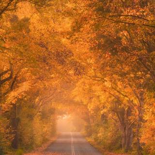 Autumn iPhone 13 wallpaper