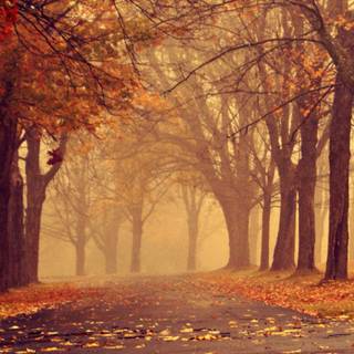 Autumn iPhone 13 wallpaper