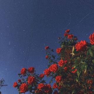 Red and blue aesthetic wallpaper