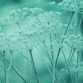 Winter iPad aesthetic wallpaper