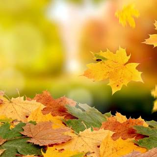 HD simple autumn wallpaper