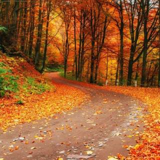 HD simple autumn wallpaper