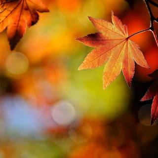 HD simple autumn wallpaper