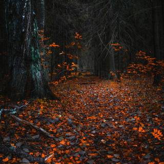 HD simple autumn wallpaper