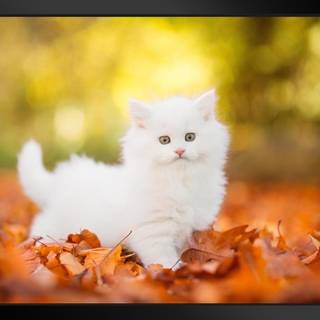 Cute autumn cat wallpaper