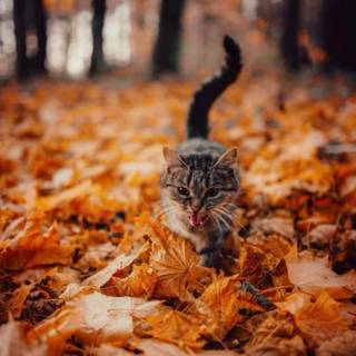 Cute autumn cat wallpaper