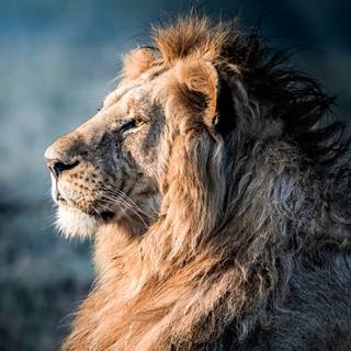 Cool lion 4k wallpaper