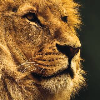 Cool lion 4k wallpaper