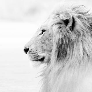 Cool lion 4k wallpaper