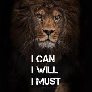 4k lion phone wallpaper