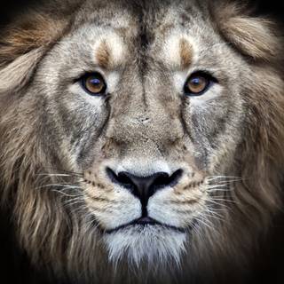 Cool lion 4k wallpaper