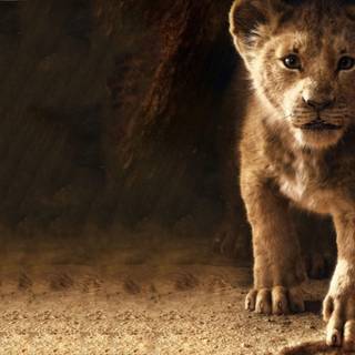 Cool lion 4k wallpaper