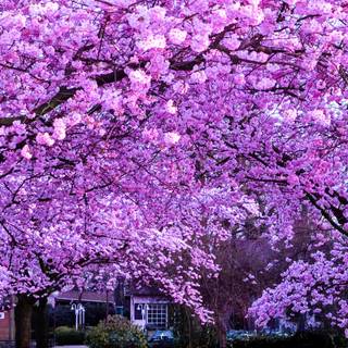 Blossom tree iPhone wallpaper