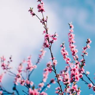 Blossom tree iPhone wallpaper