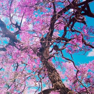 Blossom tree iPhone wallpaper
