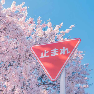 Blossom tree iPhone wallpaper