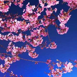 Blossom tree iPhone wallpaper