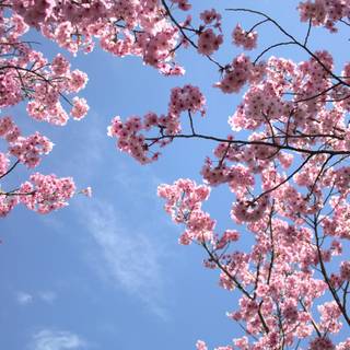 Blossom tree iPhone wallpaper