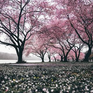 Blossom tree iPhone wallpaper