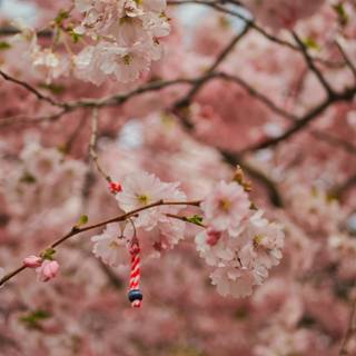 Blossom tree iPhone wallpaper