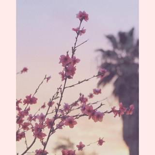 Blossom tree iPhone wallpaper