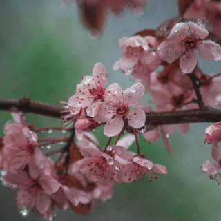 Blossom tree iPhone wallpaper