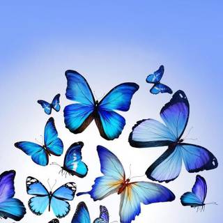 Blue butterfly phone wallpaper