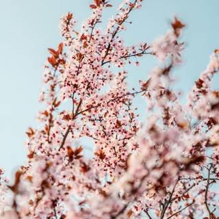 Blossom tree iPhone wallpaper