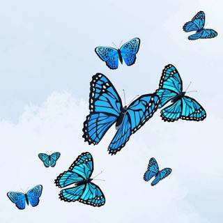 Blue butterfly phone wallpaper