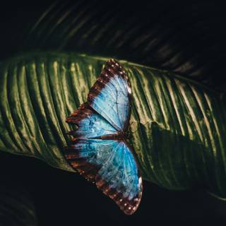 Blue butterfly phone wallpaper