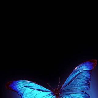 Blue butterfly phone wallpaper