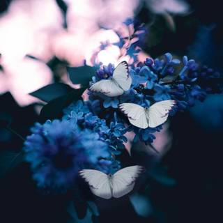 Blue butterfly phone wallpaper