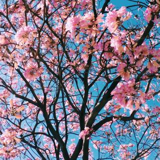 Blossom tree iPhone wallpaper