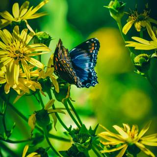 Blue butterfly phone wallpaper