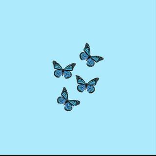 Blue butterfly phone wallpaper