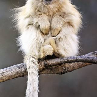 iPhone monkey wallpaper