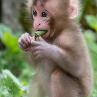 iPhone monkey wallpaper