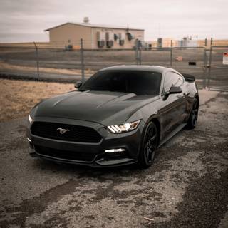 Black Mustang phone wallpaper