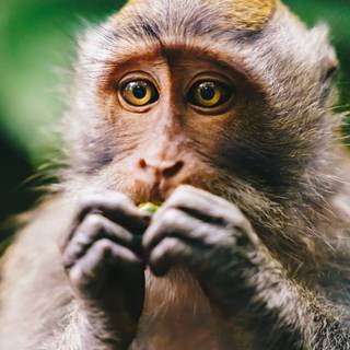 iPhone monkey wallpaper