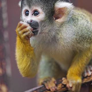 iPhone monkey wallpaper