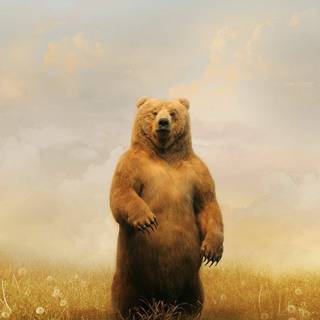 Teddy iPhone wallpaper