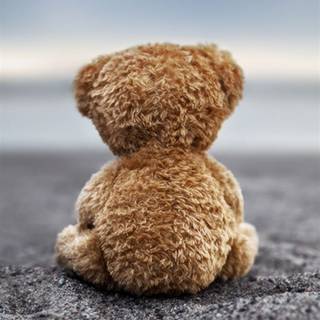 Teddy iPhone wallpaper