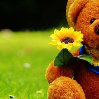 Teddy iPhone wallpaper