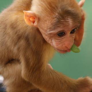 iPhone monkey wallpaper