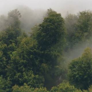 Forests iPhone wallpaper