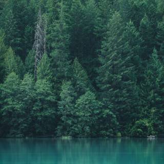 Forests iPhone wallpaper