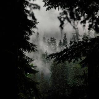 Forests iPhone wallpaper